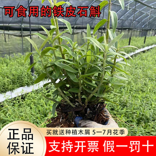 可食用红杆铁皮石斛苗5一7月花季