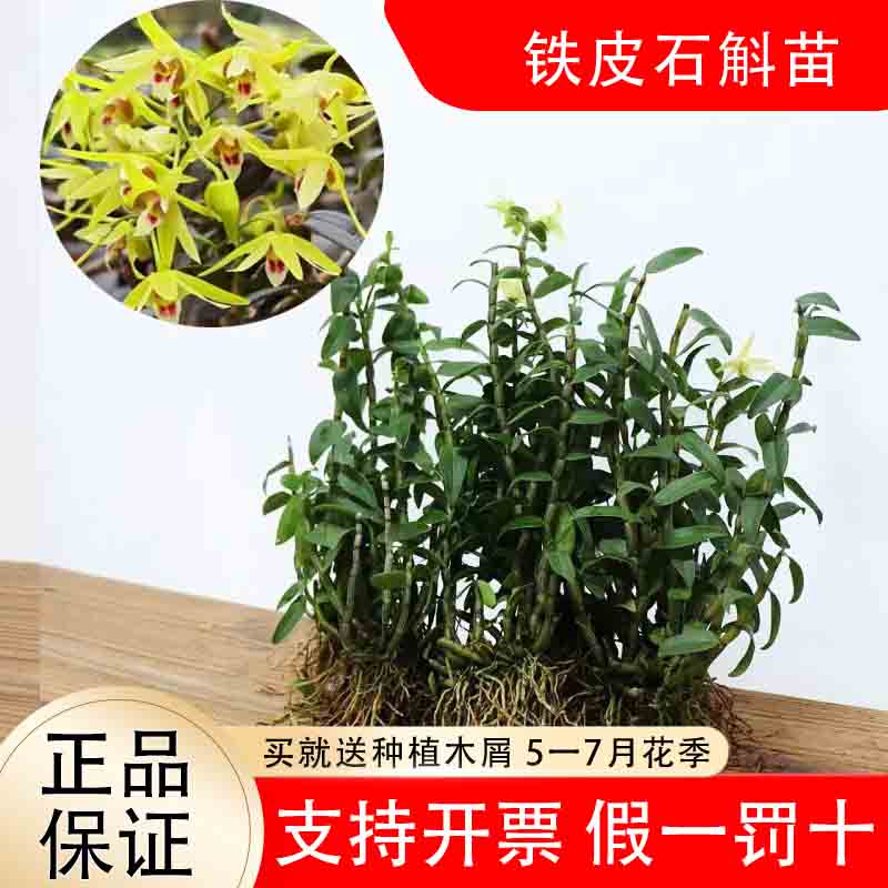 正宗雁荡山红杆铁皮石斛苗