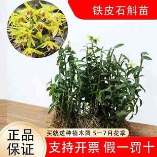 正宗雁荡山红杆铁皮石斛苗可食用枫斗苗盆栽驯化苗兰花苗石斛种苗