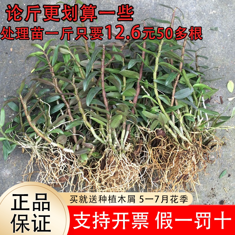 可食用红杆铁皮石斛苗5一7月花季