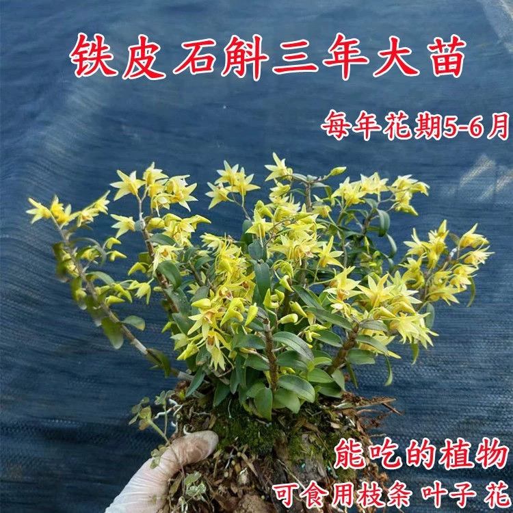 铁皮石斛苗盆栽枫斗鲜条绿植