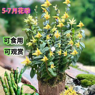 木桩石斛苗正宗雁荡山红杆铁皮石斛苗可食用枫斗新鲜条种植苗盆栽