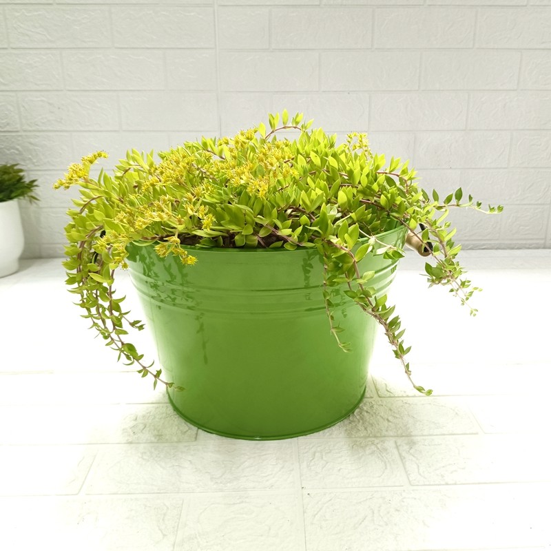 欧系花盆铁制大口径特大号30以上家庭户外专用阳台种菜盆托盘套盆,鲜花速递/花卉仿真/绿植园艺,花盆,淘宝优惠券,粉丝福利购,淘宝优惠卷