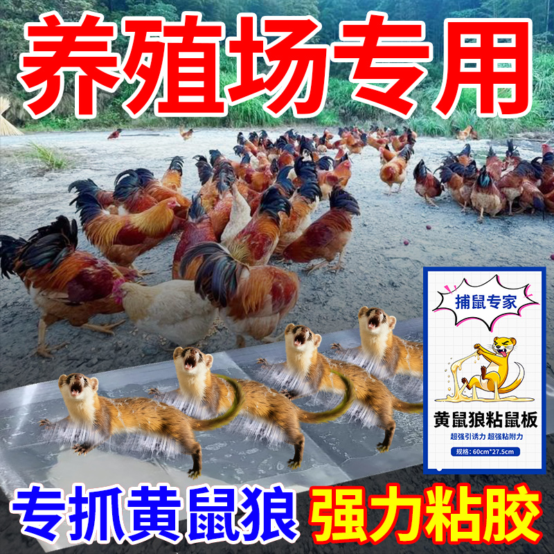 黄鼠狼抓捕神强器力粘板驱赶防黄鼠狼克户星外鸡舍养殖场专用柒1