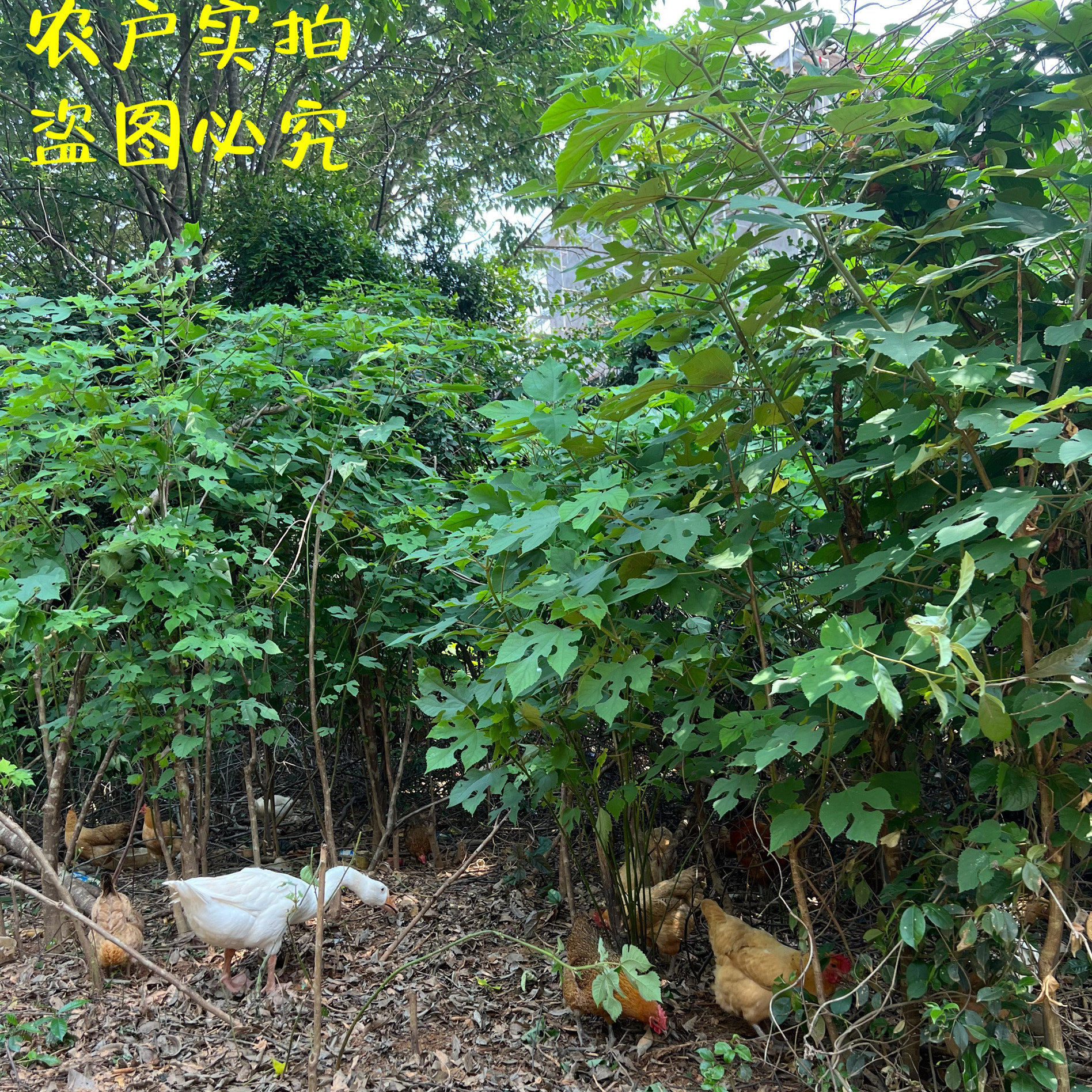 正宗农家土鸡蛋散养食用谷子玉米鸡蛋