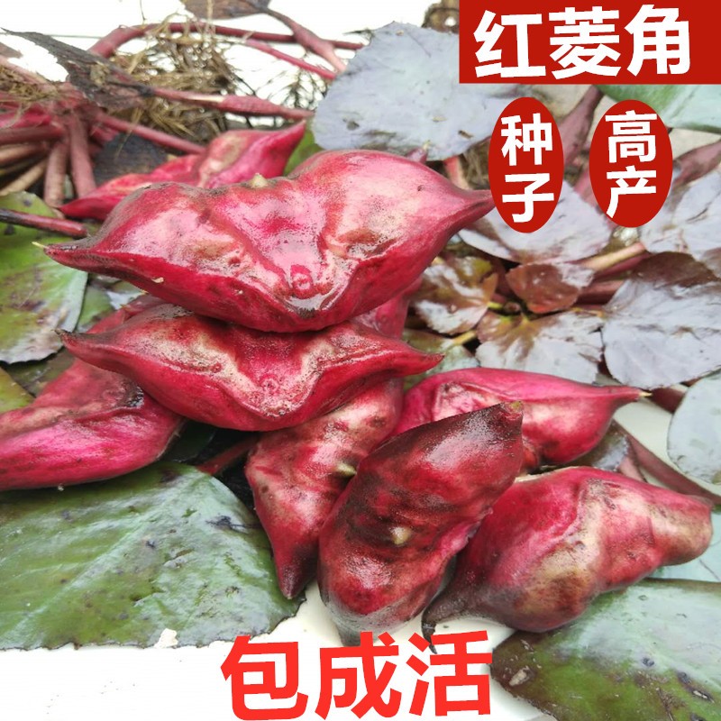 菱角种子苗秧池塘水生植物