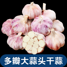 农家大蒜多瓣干大蒜头蒜种籽当季新鲜蔬菜批发白皮紫皮独头蒜9斤