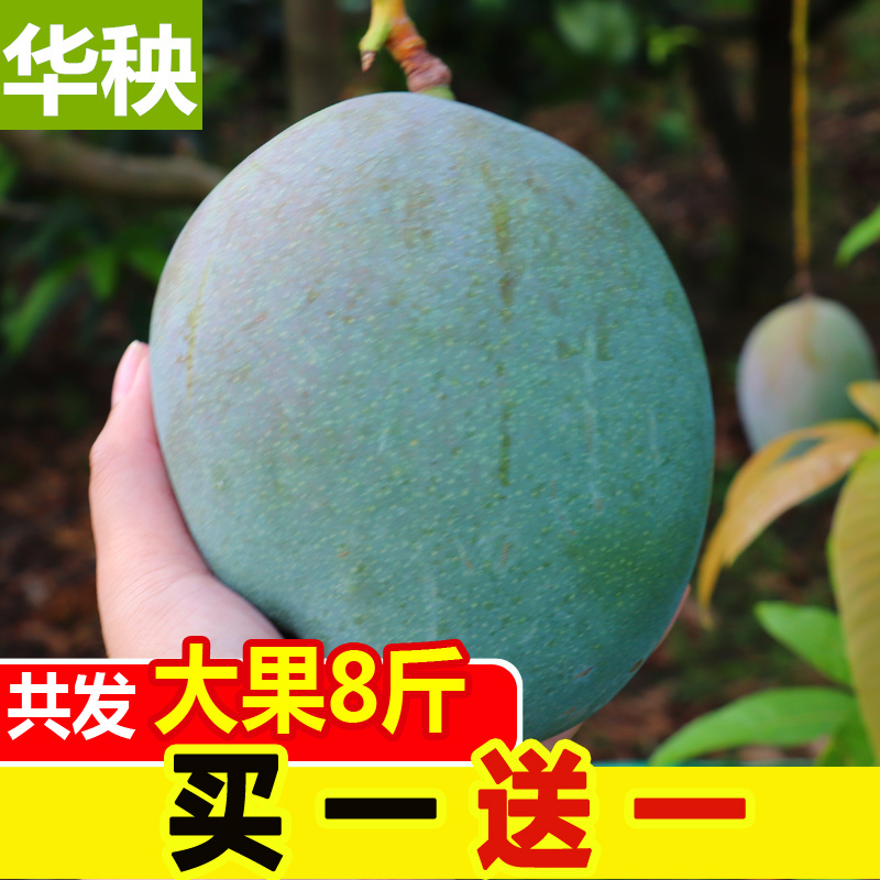 華秧攀枝花凱特芒果新鮮水果批發包郵整箱8斤應季采摘當季大青芒