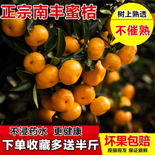 正宗南丰蜜桔新鲜桔子树上熟透现摘现发脆甜多汁当季水果超甜