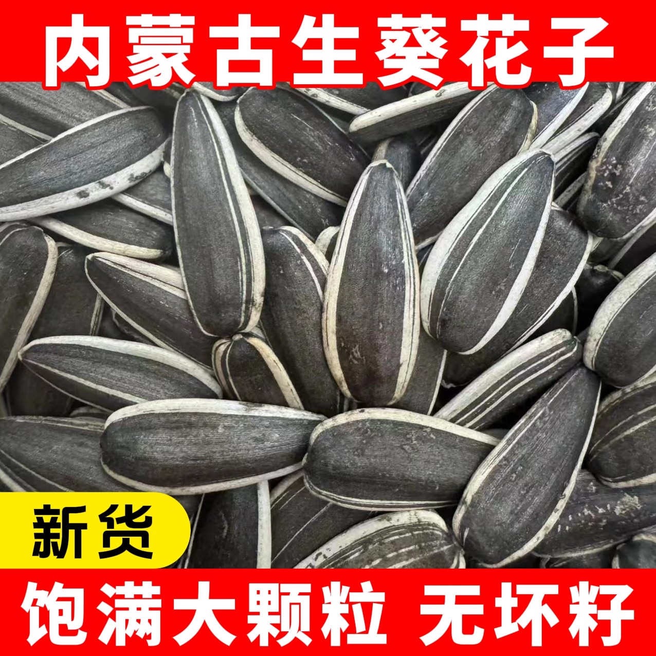 2025年新货生瓜子大颗粒葵花籽内蒙古薄皮原味葵瓜子炒货原料晒干