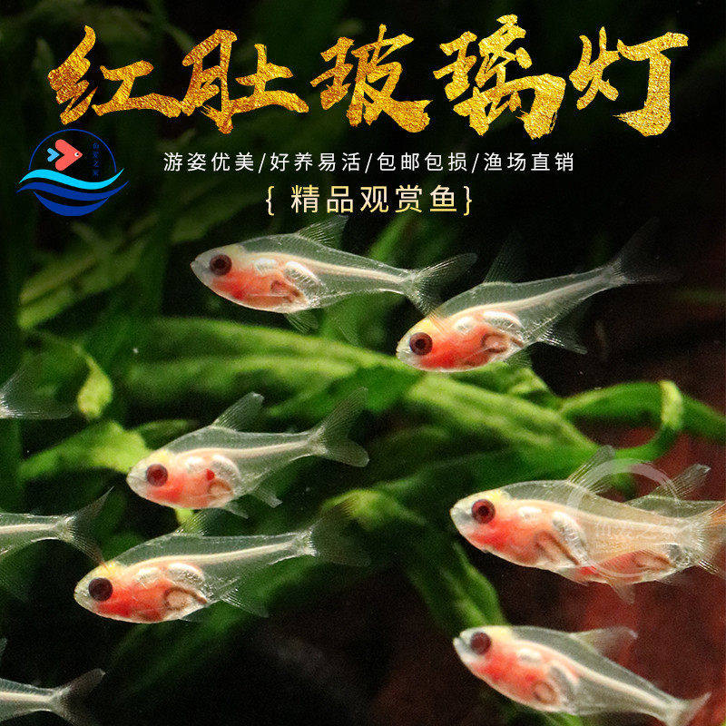 红肚玻璃灯鱼活体透明灯鱼热带鱼观赏小型草缸淡水宠物小鱼混养鱼