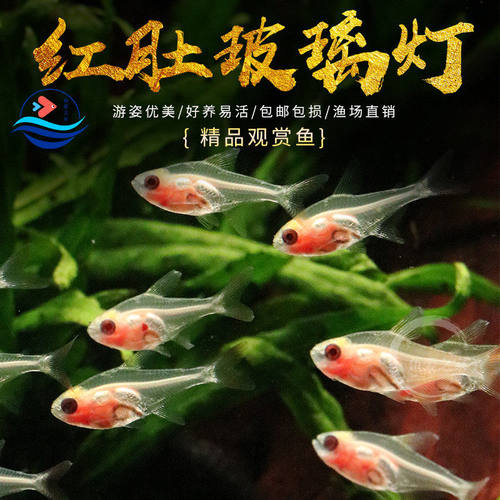 红肚玻璃灯好养易活新手可养
