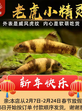 老虎小精灵鱼虎纹精灵鱼淡水进口原生除藻除残渣青苔工具鱼活体鱼