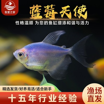 蓝莓天使鱼热带观赏鱼小型鱼