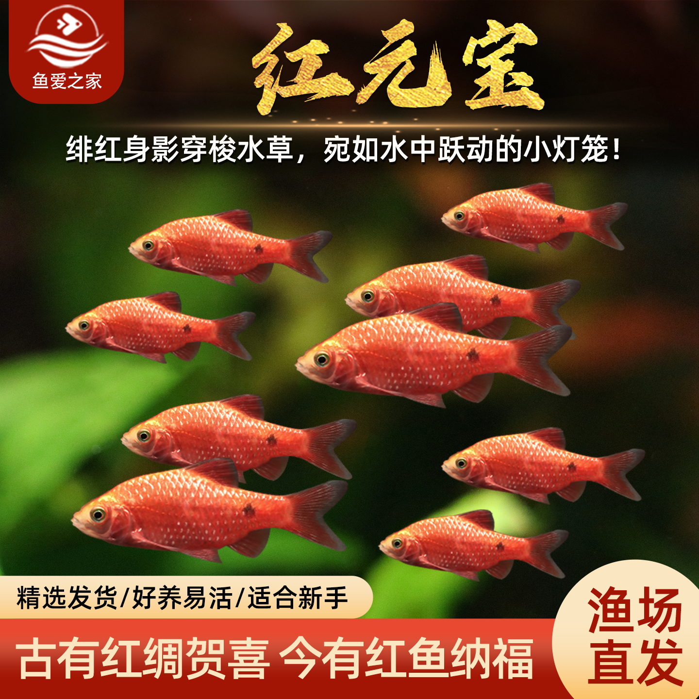 红元宝鱼观赏鱼广温玫瑰鲫鱼闯缸新手鱼好养耐活草缸活体鱼苗,宠物/宠物食品及用品,鱼,淘宝优惠券,粉丝福利购,淘宝优惠卷