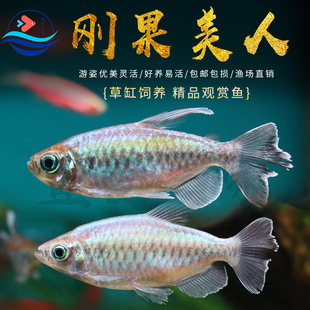 刚果美人鱼苗彩虹绿刚果二线小型草缸热带观赏鱼大号公母宠物活鱼