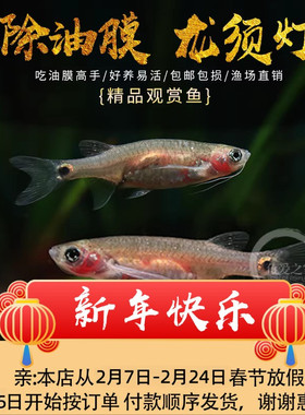 龙须灯鱼大号去除水面油膜黑玛丽鱼草缸清洁工具鱼缸热带观赏小鱼