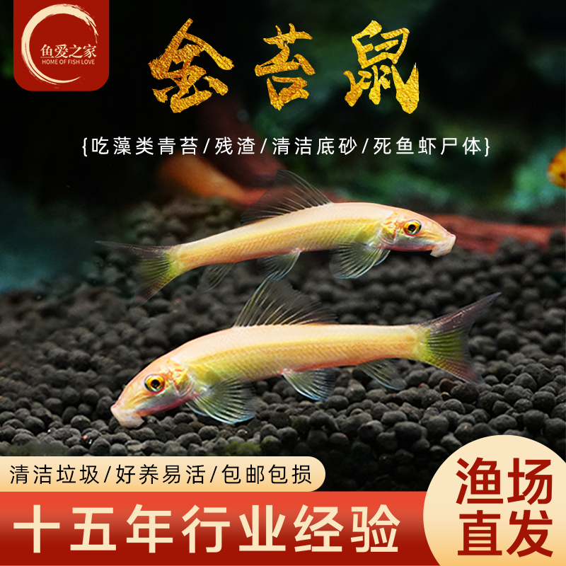 金苔鼠底栖清洁工具鱼观赏清道夫