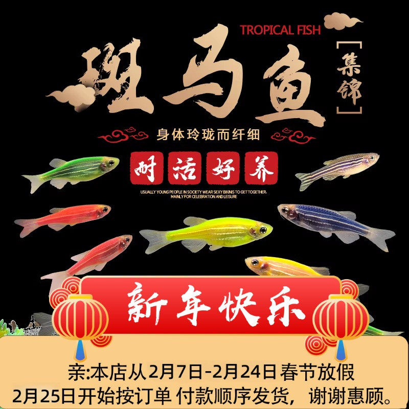 大号荧光斑马小型热带淡水鱼观赏鱼混养鱼红绿灯科鱼缸活体小鱼苗