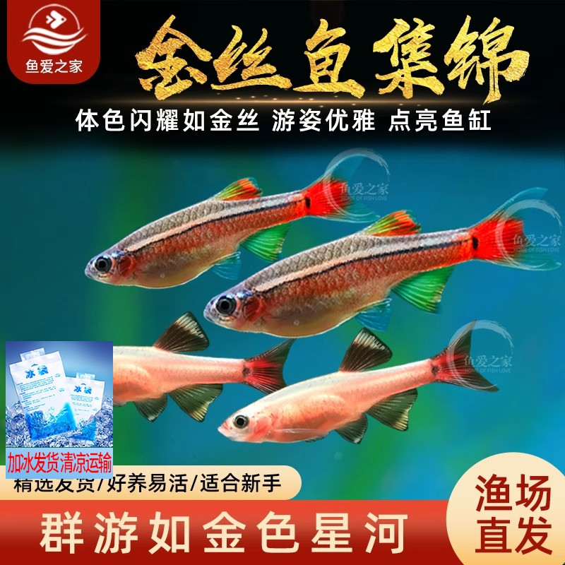 白云金丝鱼活体小型原生鱼