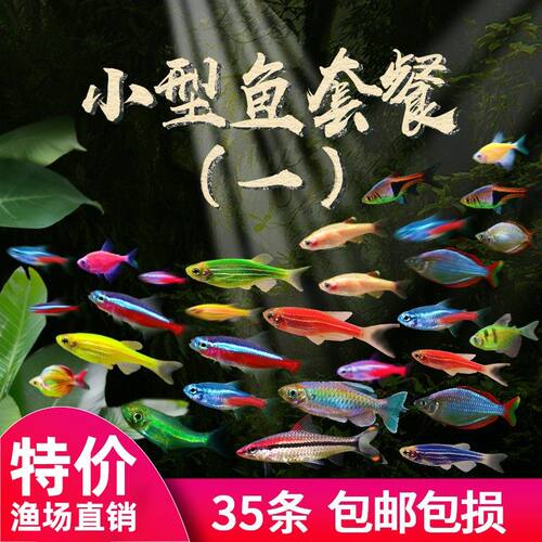 小型活体宝莲灯淡水清道夫孔雀鱼