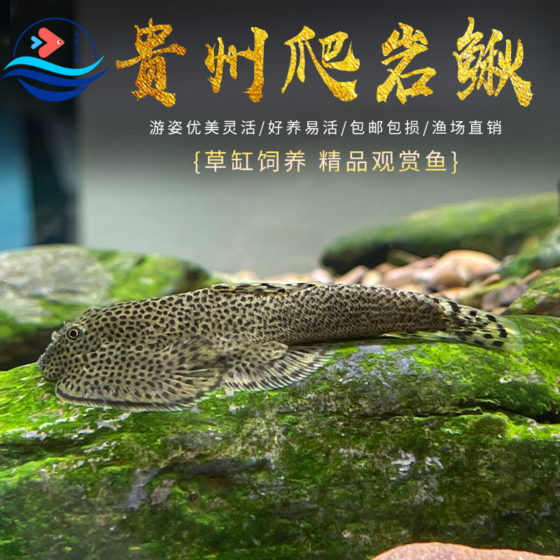 贵州爬岩鳅双吸盘原生冷水清道夫除藻吃垃圾擦鱼缸玻璃工具琵琶鱼