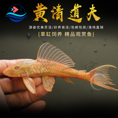 黄金清道夫鱼除藻吃青苔褐藻粪便