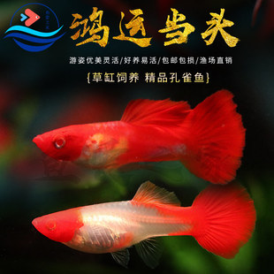 红头纯种鸿运当头孔雀鱼纯种新手好养耐活可繁殖的热带小型活体鱼