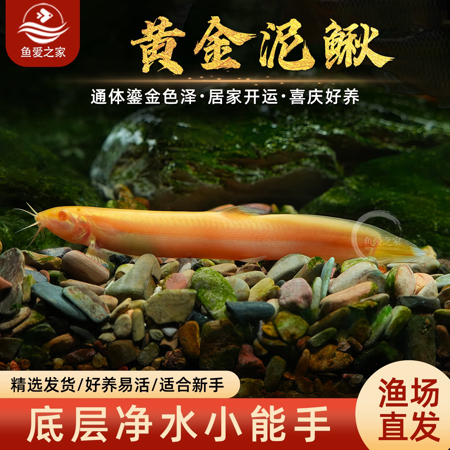 鱼爱之家黄金泥鳅清道夫苗图片