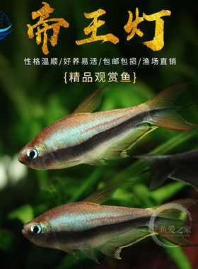 帝王灯鱼三叉尾小型热带鱼黄金红尾黑帝王灯草缸淡水蓝国王群游鱼