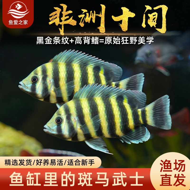 十间鱼非洲虎鱼热带观赏鱼