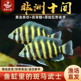 十间鱼非洲虎鱼热带观赏鱼活体鱼大型淡水鱼三湖慈鲷渔场直发包邮