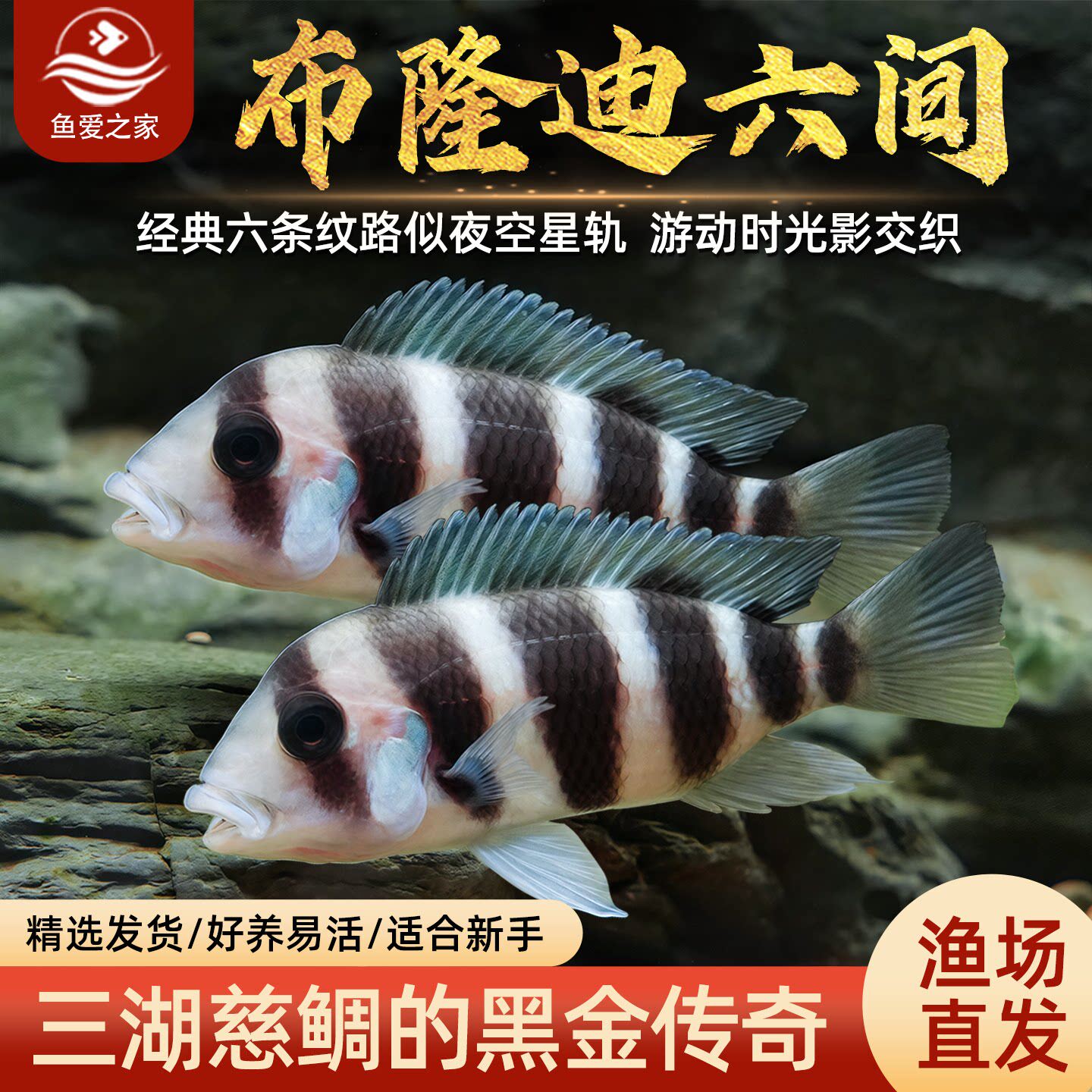 三湖慈鲷鱼布隆迪六间鱼鹅头皇冠坦鲷鱼缸活体热带观赏宠物小型鱼