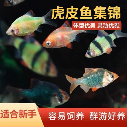 四间虎皮鱼荧光虎皮好养耐活淡水