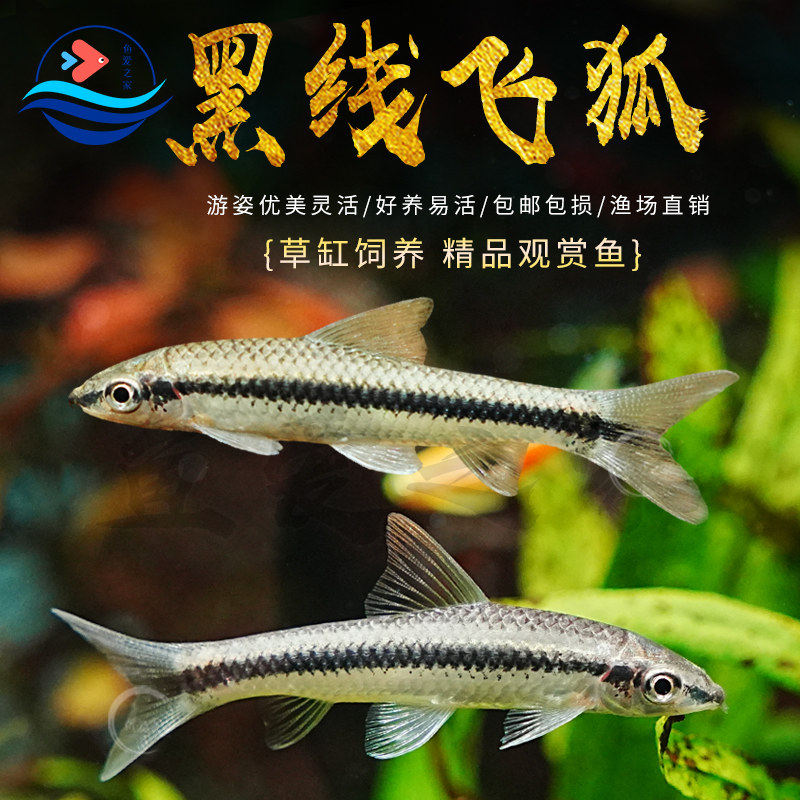 黑线飞狐除藻鱼工具鱼老虎小精灵热带观赏鱼活体一线飞狐清洁垃圾
