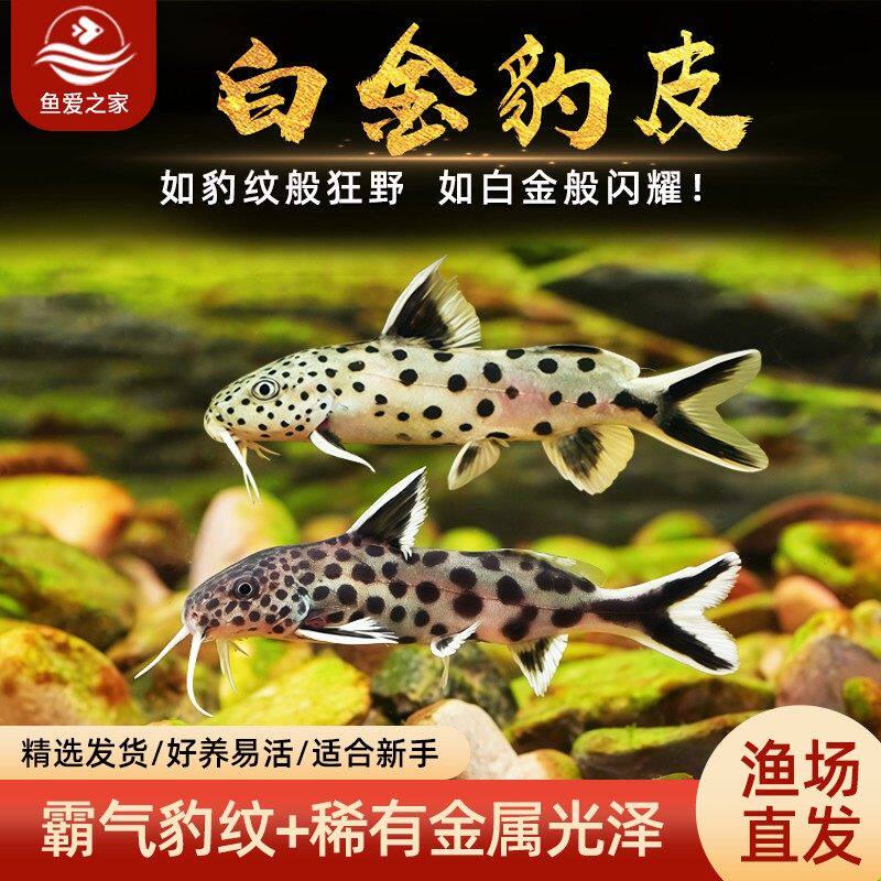 白金豹皮鱼倒吊猫底栖鱼清洁鱼热带鱼观赏鱼活体鱼好养耐活新手鱼