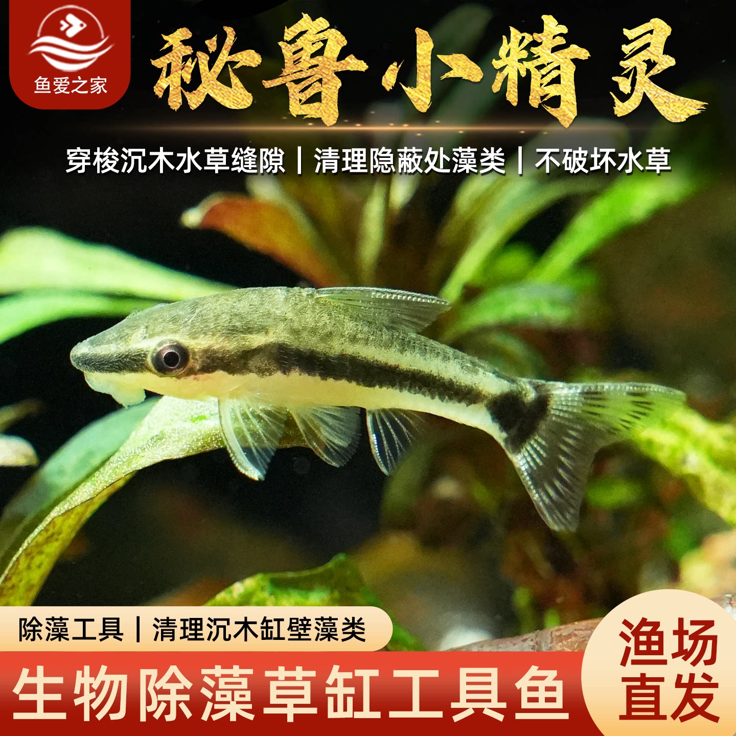 秘鲁小精灵鱼淡水进口除藻工具鱼图片