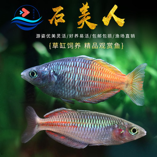 石美人鱼草缸饲养观赏鱼