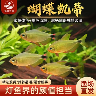 蝴蝶凯蒂灯观赏鱼南美缸热带高端稀有品种活体好养耐活群游淡水鱼