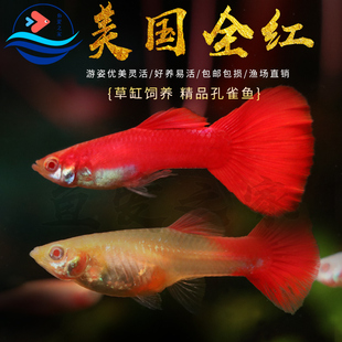 精品美国全红孔雀鱼活鱼热带鱼苗观赏鱼小型凤尾鱼大尾巴好养耐活