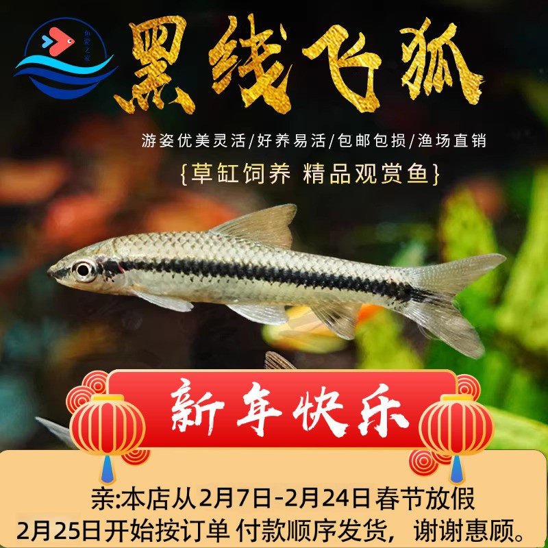 黑线飞狐除藻鱼工具鱼老虎小精灵热带观赏鱼活体一线飞狐清洁垃圾