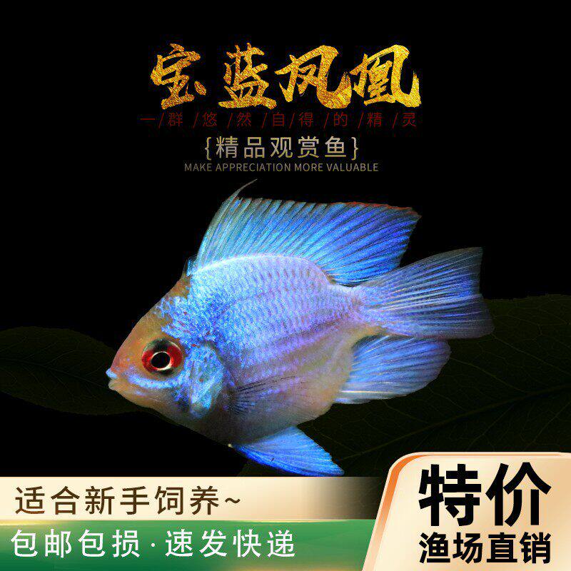 宝蓝凤凰球鱼阿凡达长尾蓝波子桃心金波子小型热带观赏草缸宠物鱼