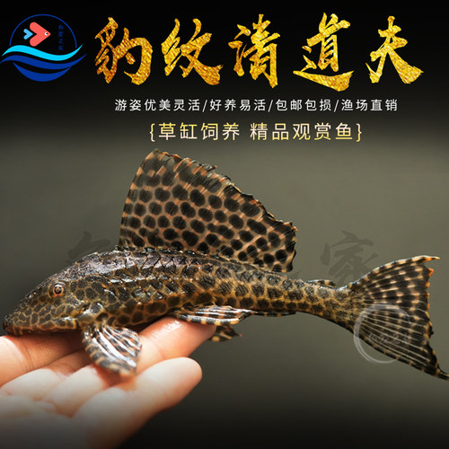 豹纹清道夫热带观赏鱼活体