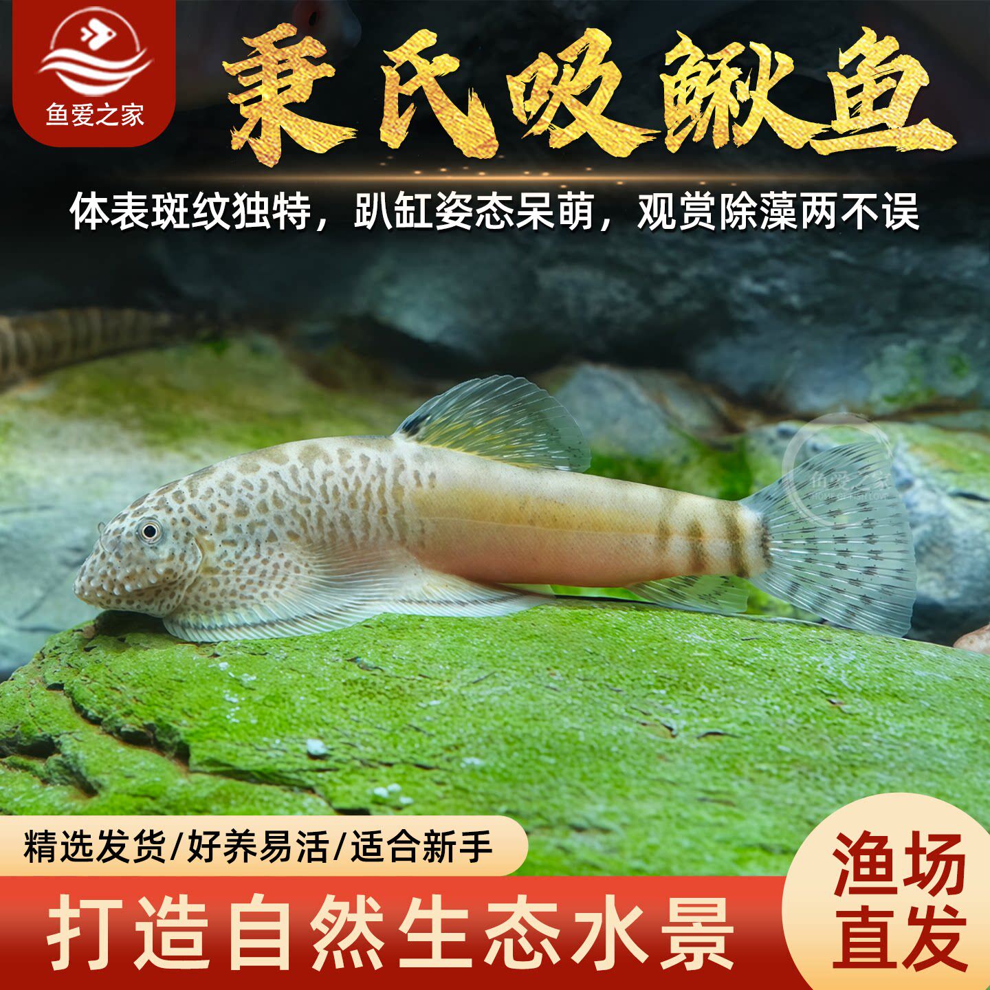 秉氏吸鳅冷水底栖清洁啃藻观赏鱼