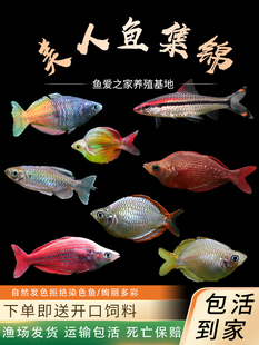 电光美人鱼刚果美人石美人蓝美人电光球热带观赏鱼闯缸热带鱼活体