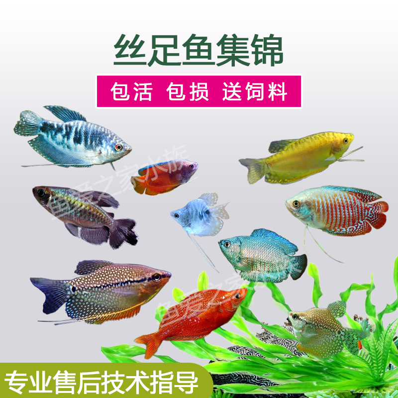 珍珠好养耐活热带观赏鱼