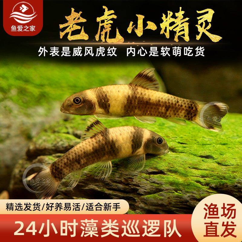 老虎小精灵鱼虎纹精灵鱼淡水进口原生除藻除残渣青苔工具鱼活体鱼