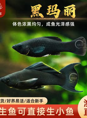 胎生黑玛丽高鳍淡水活体观赏鱼