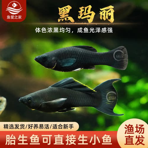 胎生黑玛丽高鳍淡水活体观赏鱼