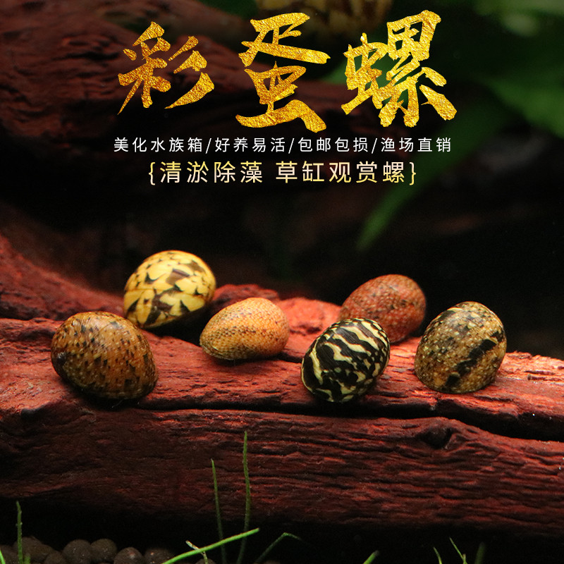 彩蛋螺新手可养好养易活